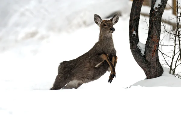 더럽혀진된 사슴 — 스톡 사진