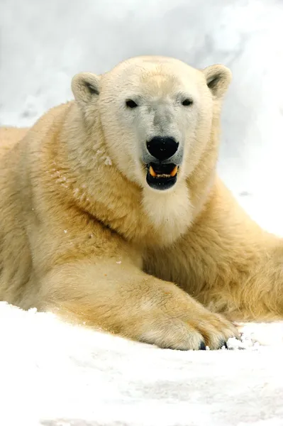 북극곰 — 스톡 사진
