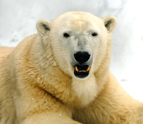 Orso polare — Foto Stock