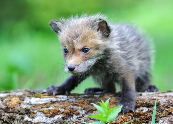 黒い fox — ストック写真