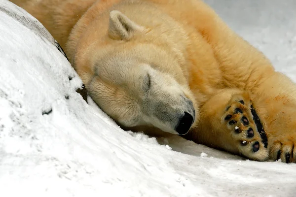Kutup ayısı Telifsiz Stok Imajlar