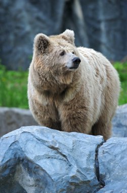 Portrait of Bear clipart