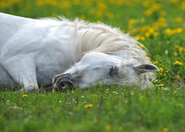 Horse with a baby on a pasture clipart