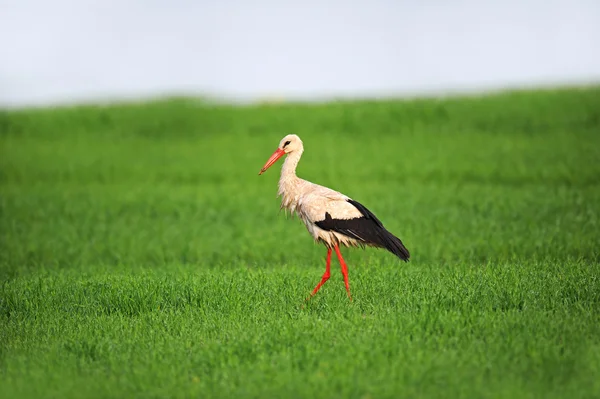 Stork på våren — Stockfoto