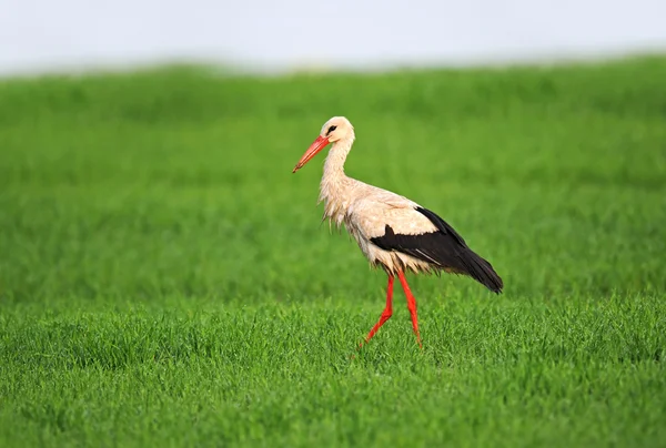 Stork på våren — Stockfoto