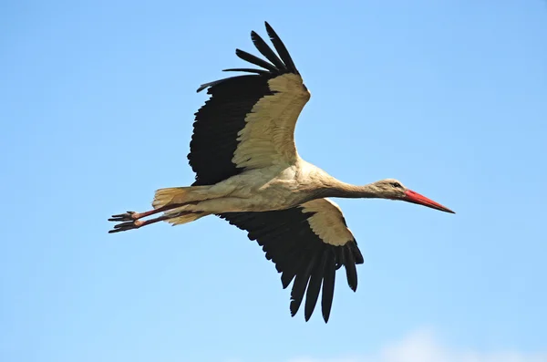 Stork in spring — Stock Photo, Image