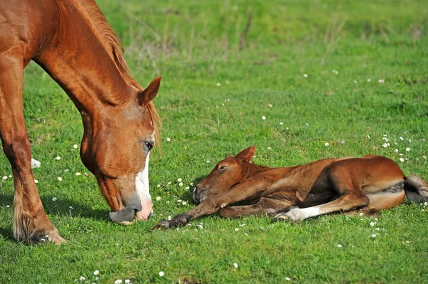 Koně s dítětem na pastvinách — Stock fotografie