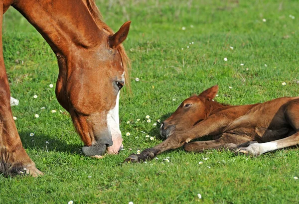Cavallo con un bambino al pascolo — Foto Stock