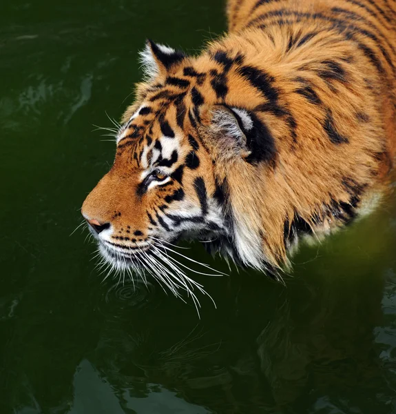 Portrét tygr — Stock fotografie