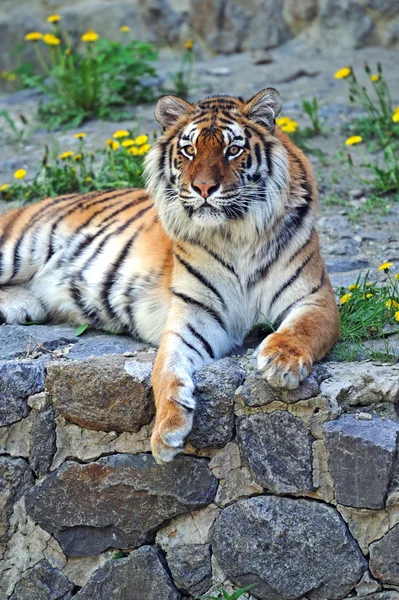 Portrait de tigre — Photo