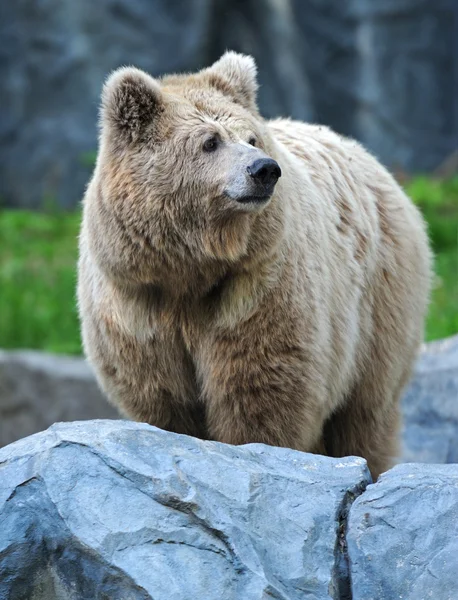 Portrét medvěd — Stock fotografie