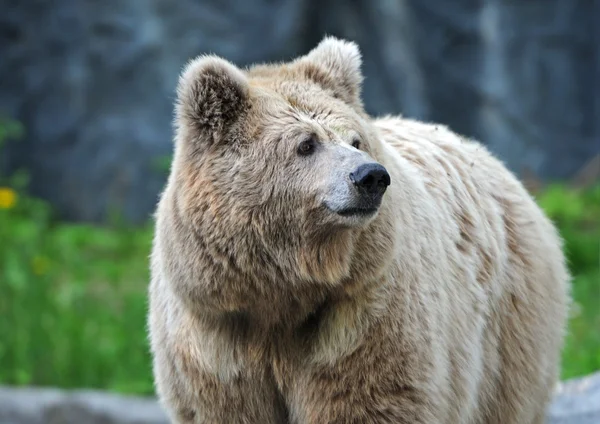 Retrato de oso —  Fotos de Stock