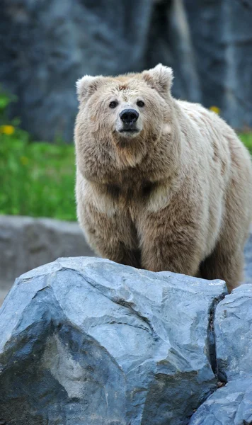 Retrato de Urso — Fotografia de Stock