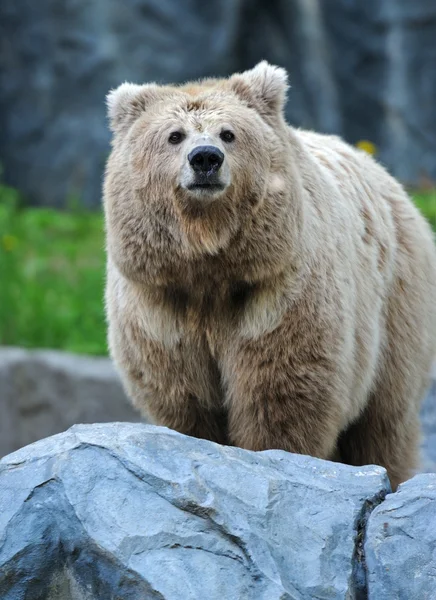 熊的肖像 — 图库照片