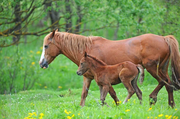 Paard met een baby op een weiland — Stockfoto