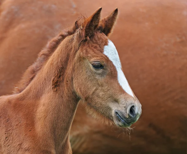 马牧场的小宝宝 — 图库照片