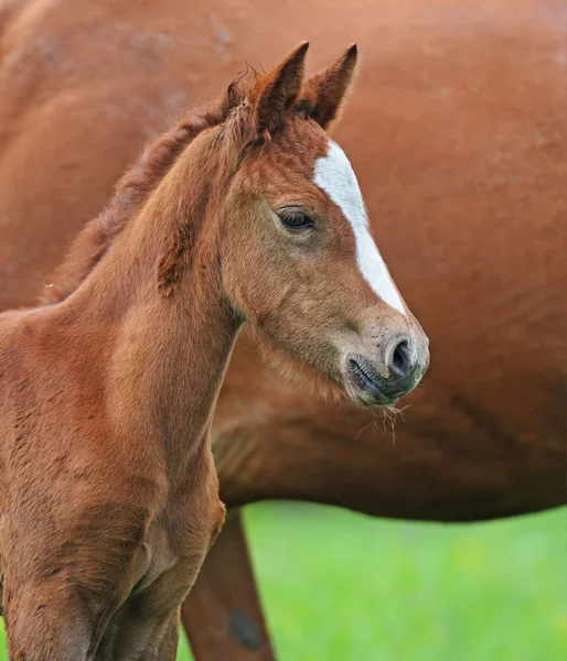 Cavalo com um bebê em um pasto — Fotografia de Stock