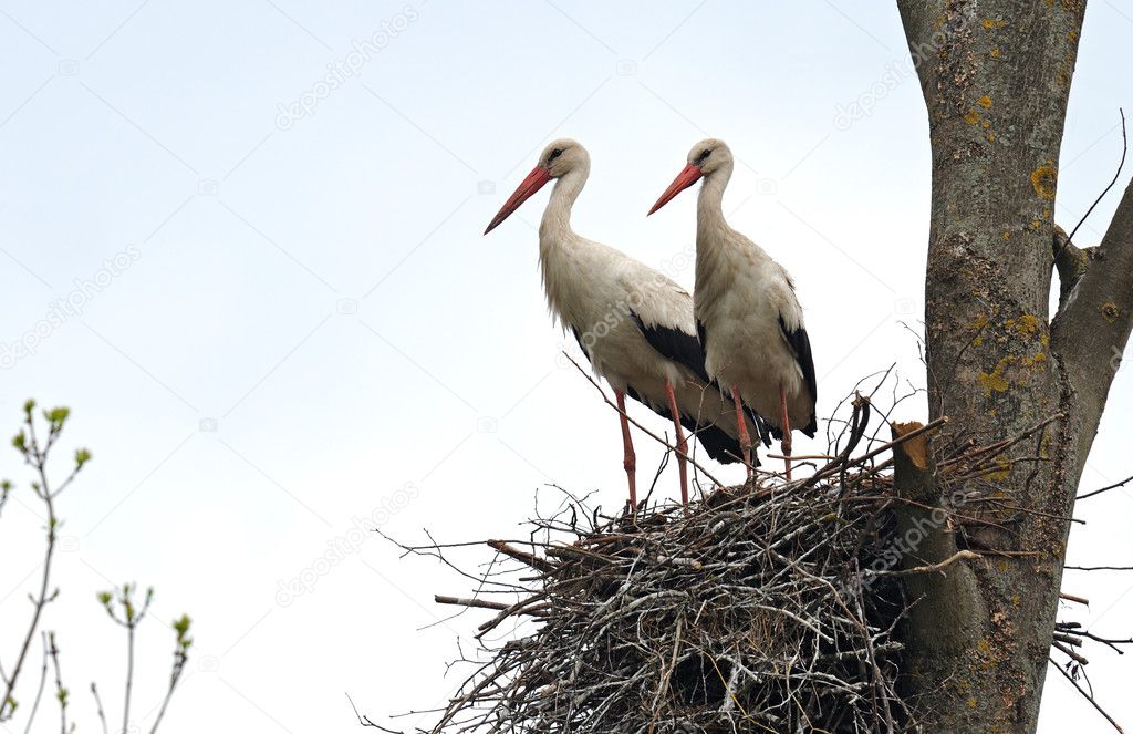 Stork in spring