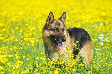 Alman çoban köpeği portresi