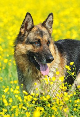 Alman çoban köpeği portresi