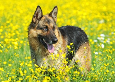 Alman çoban köpeği portresi