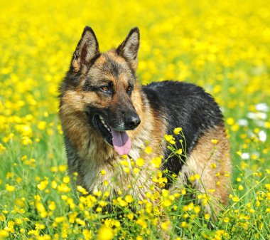 Alman çoban köpeği portresi