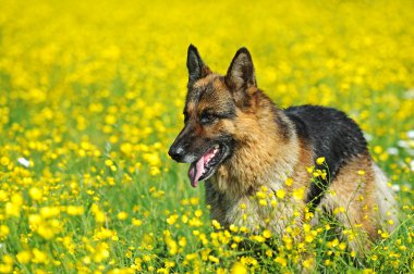 Alman çoban köpeği portresi