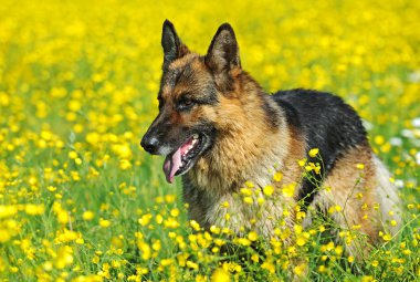 Alman çoban köpeği portresi