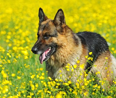 Alman çoban köpeği portresi