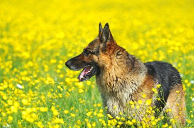 Alman çoban köpeği portresi