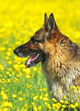 Alman çoban köpeği portresi