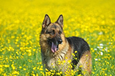 Alman çoban köpeği portresi