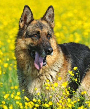 Alman çoban köpeği portresi