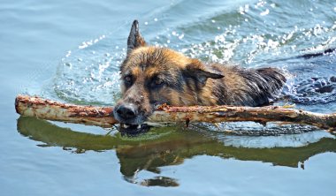 Alman çoban köpeği portresi