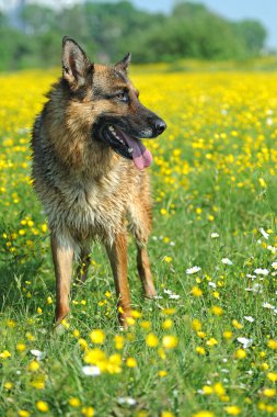 Alman çoban köpeği portresi