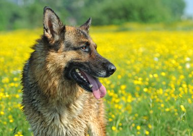 Alman çoban köpeği portresi