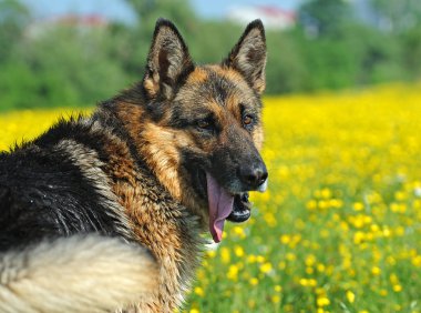 Alman çoban köpeği portresi