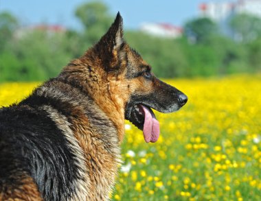 Alman çoban köpeği portresi