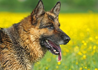 Alman çoban köpeği portresi