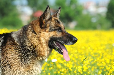 Alman çoban köpeği portresi