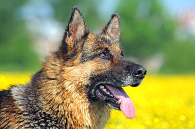 Alman çoban köpeği portresi