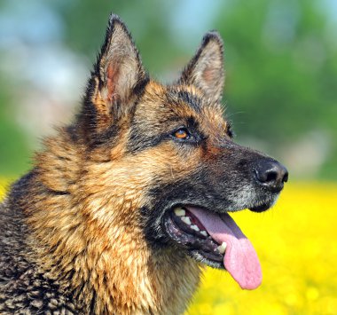 Alman çoban köpeği portresi