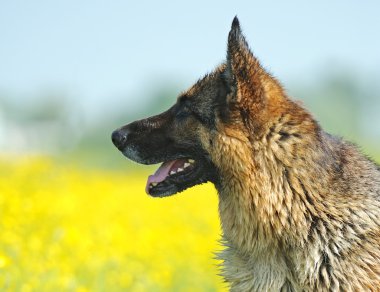 Alman çoban köpeği portresi