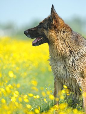 Alman çoban köpeği portresi