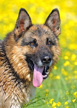 Alman çoban köpeği portresi