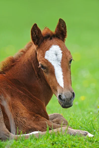 A baba a legelőn, ló — Stock Fotó