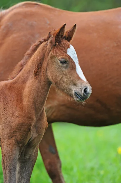 Häst med en baby på en betesmark — Stockfoto