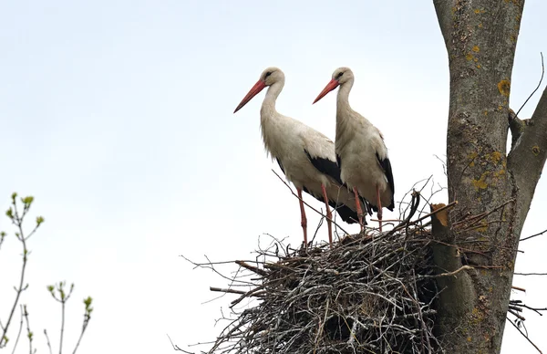 Stork in spring — Stock Photo, Image