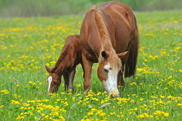 목초지에 아기와 말 — 스톡 사진