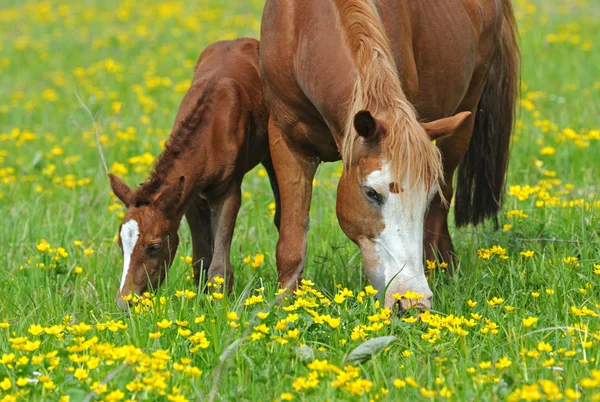 Koně s dítětem na pastvinách — Stock fotografie